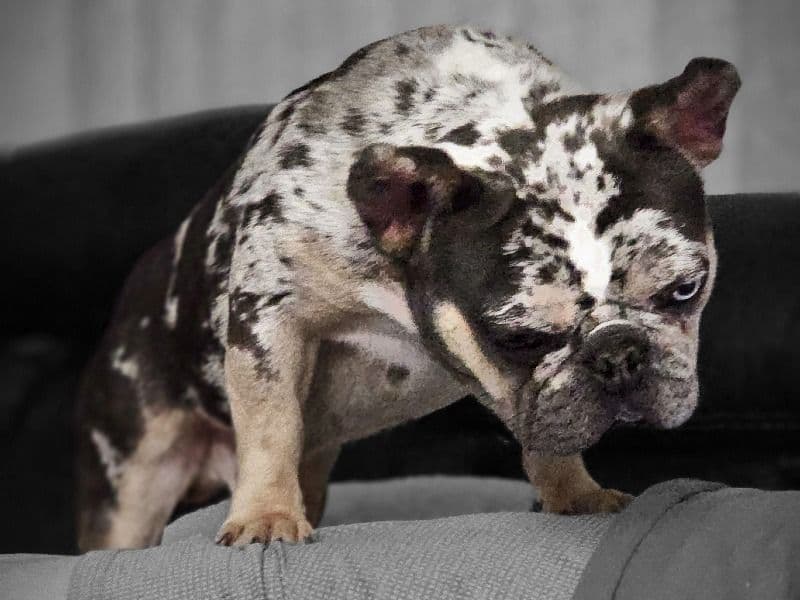 Tiny Tim primary photo