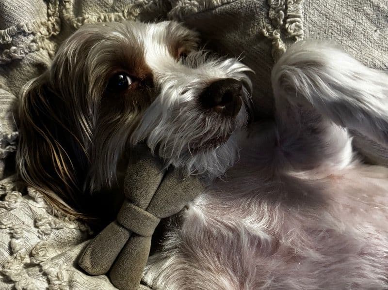 Capone primary photo