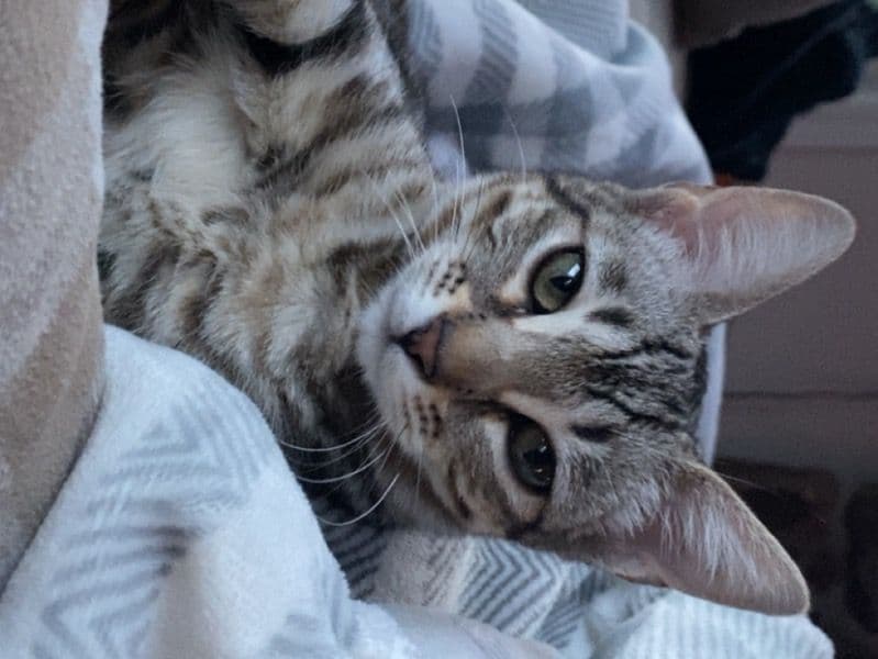 Bengal Tabby Mix 9 months old female named Mia for breeding in Waterloo Regional Municipality, Ontario | Petmeetly