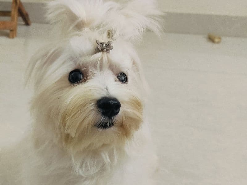 Maltese 1 year 10 months old male small named Marlo for breeding | Petmeetly