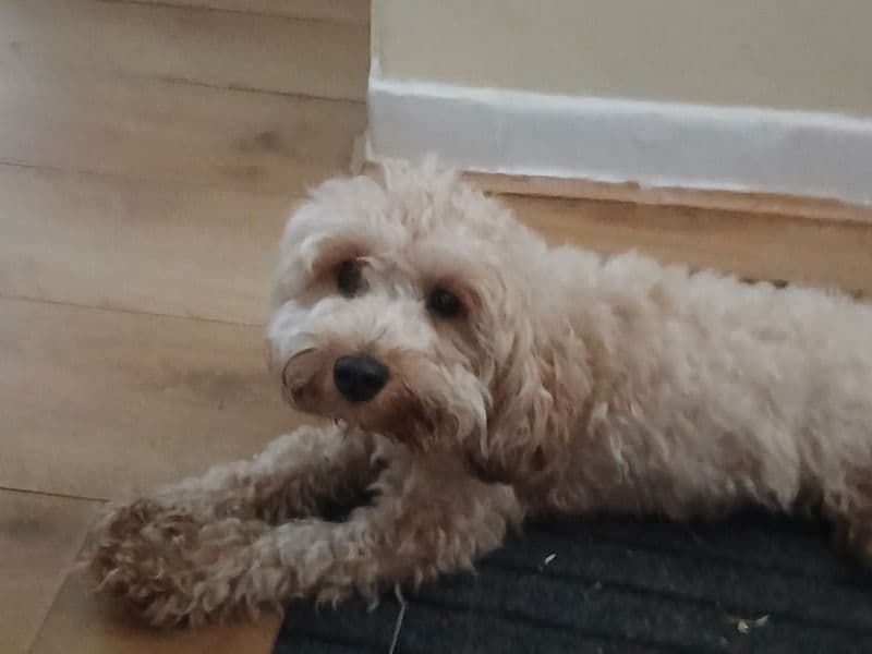 Cockapoo 1 year 10 months old female small named Pickles for breeding in Greater London, England | Petmeetly