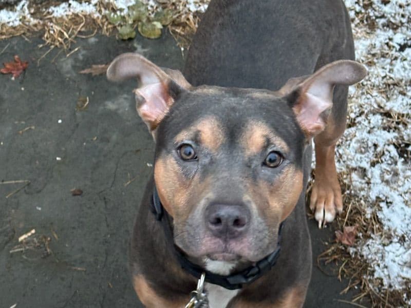 American Bully 7 months old female medium named Charlie for adoption in Albany County, New York | Petmeetly