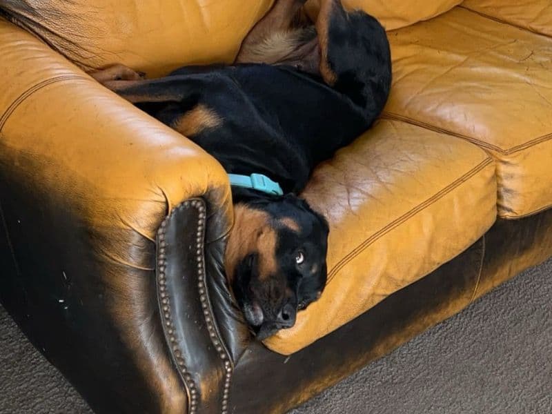 Rottador 2 years 4 months old female large named Ray Ray for breeding in Kalamazoo County, Michigan | Petmeetly