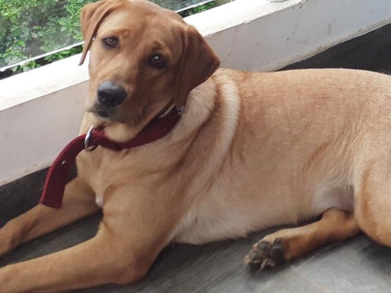 White Labrador Retriever 3 years 5 months old female large named Cookie for breeding in Hyderabad, Telangana | Petmeetly