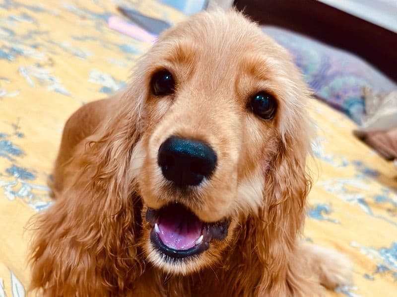 English Cocker Spaniel 3 years 1 month old male medium named Leo for breeding in Gurgaon Division, Haryana | Petmeetly