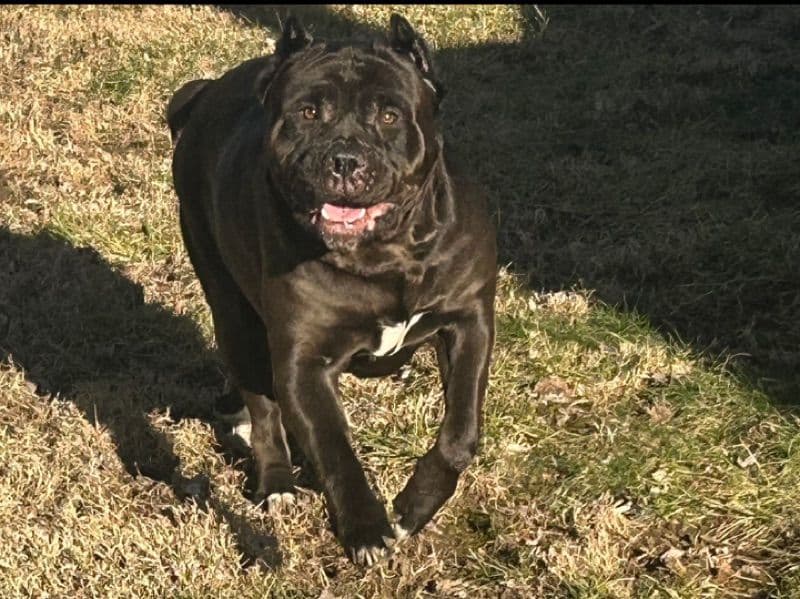 Cane Corso 4 years 1 month old female large named Dalilah for breeding in Marion County, Indiana | Petmeetly