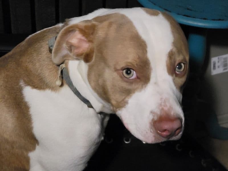 Pit Bull Terrier 2 years 1 month old male medium named Bow for sale in Denton County, Texas | Petmeetly