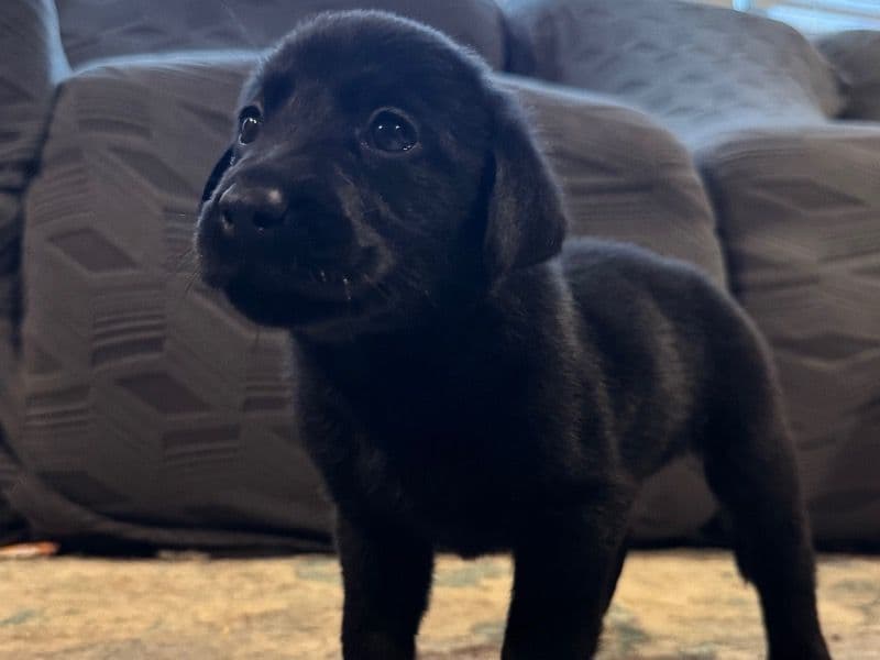 Bear - Labrador Retriever | Petmeetly