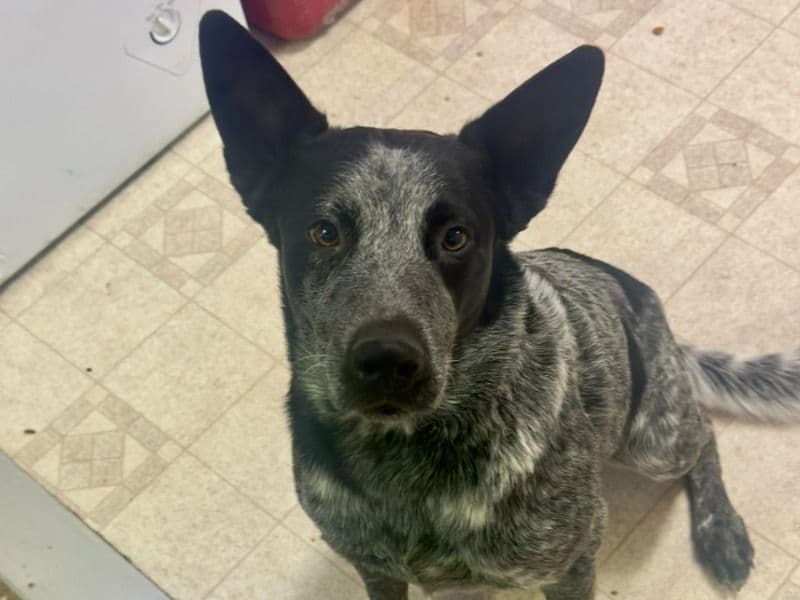 Australian Cattle Dog 2 years 10 months old male medium named Archie for breeding in Humboldt County, Nevada | Petmeetly