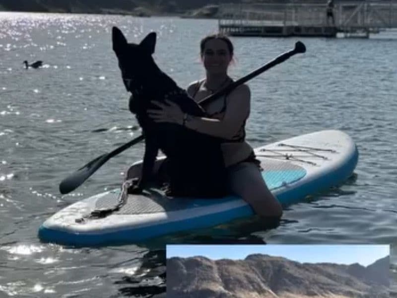 Dutch Shepherd 2 years 2 months old female large named Athena for breeding in Clark County, Nevada | Petmeetly