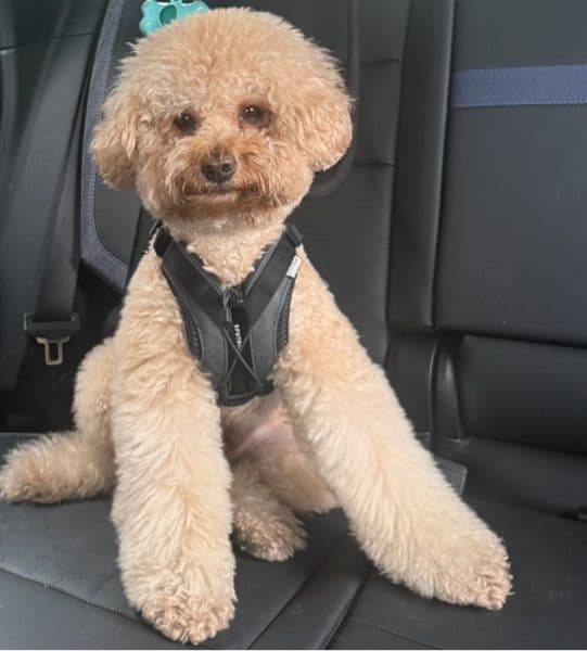 Goldendoodle 4 years old male medium named Cereal for breeding | Petmeetly