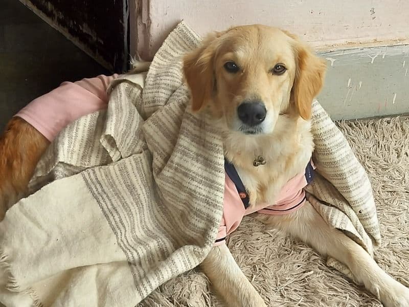 English Golden Retriever 4 years 11 months old male medium named Kelly for breeding in Kota Division, Rajasthan | Petmeetly