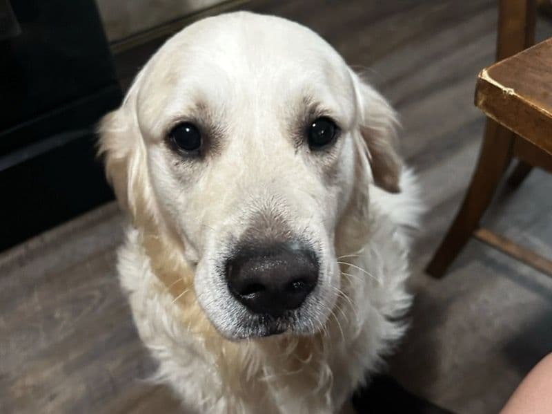 English Cream Retriever 3 years 1 month old male medium named Titos for breeding in Bedford County, Pennsylvania | Petmeetly