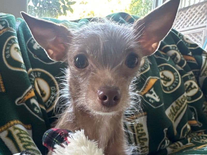 Deerhead chihuahua 3 years 9 months old female small named Coco for breeding in Contra Costa County, California | Petmeetly