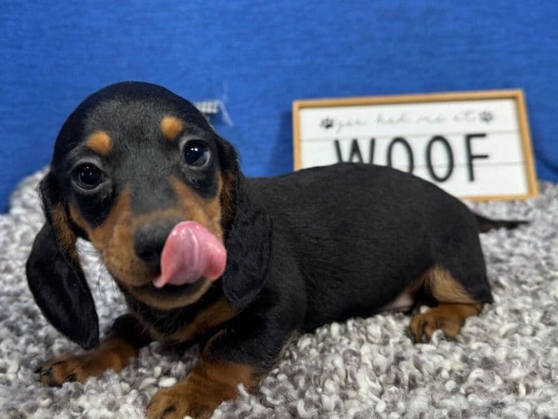 Dachshund 2 months old male medium named Lynn for sale in Jackson County, Missouri | Petmeetly
