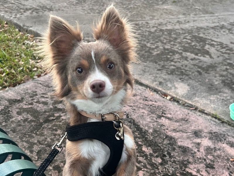 Long hair Chihuahua 1 year 4 months old male medium named Tiger for breeding in Miami-Dade County, Florida | Petmeetly