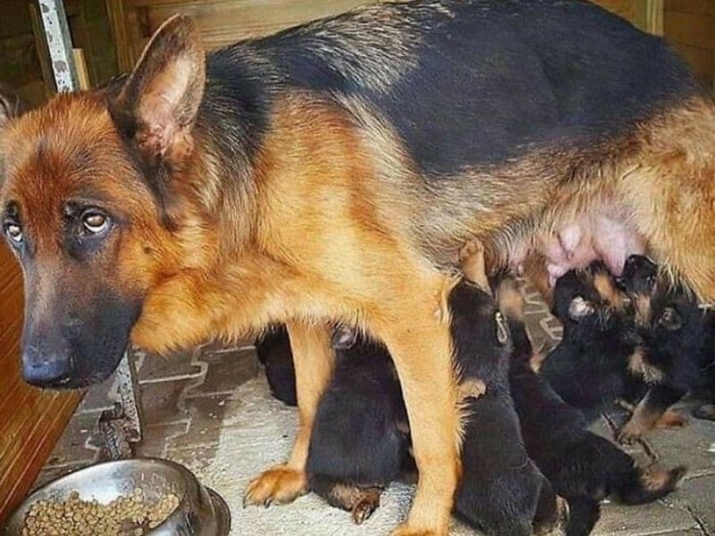 Knight - German Shepherd | Petmeetly
