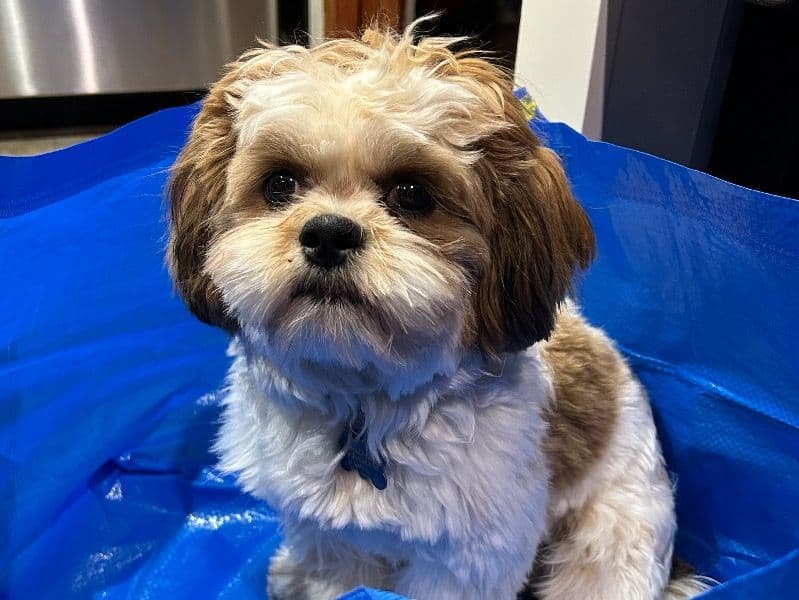 Shorkie 1 year 4 months old male small named Gizmo for breeding in McHenry County, Illinois | Petmeetly