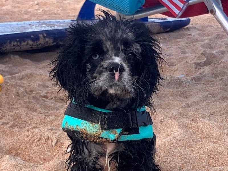 American Cocker Spaniel 1 year 8 months old female small named Cleo for breeding in Coweta County, Georgia | Petmeetly