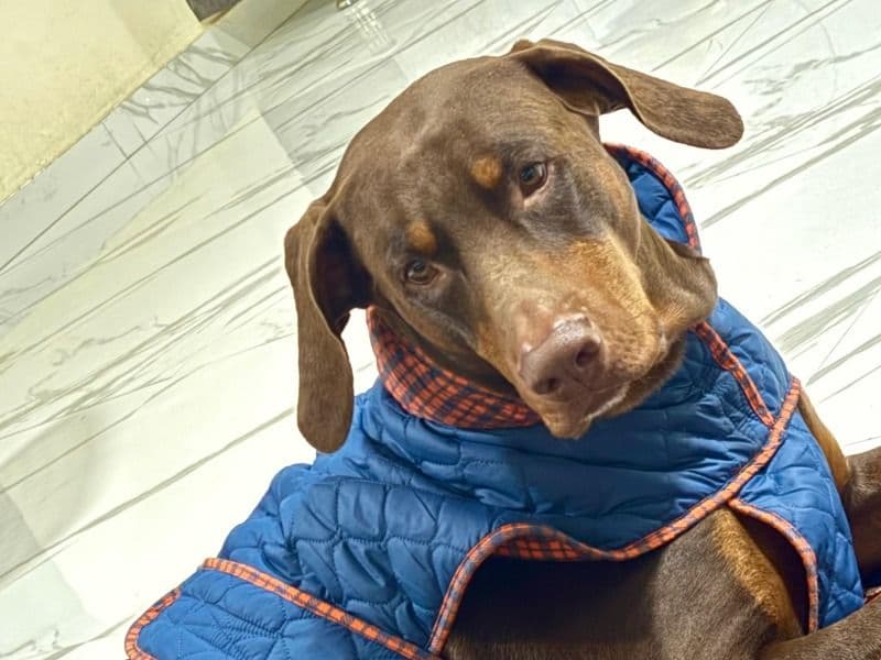 Doberman 4 years 2 months old male large named Bruno for breeding in Hyderabad, Telangana | Petmeetly