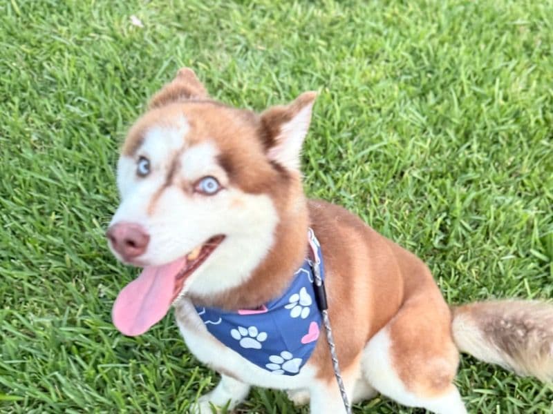 Husky 4 years 4 months old female medium named Rose for breeding in Broward County, Florida | Petmeetly