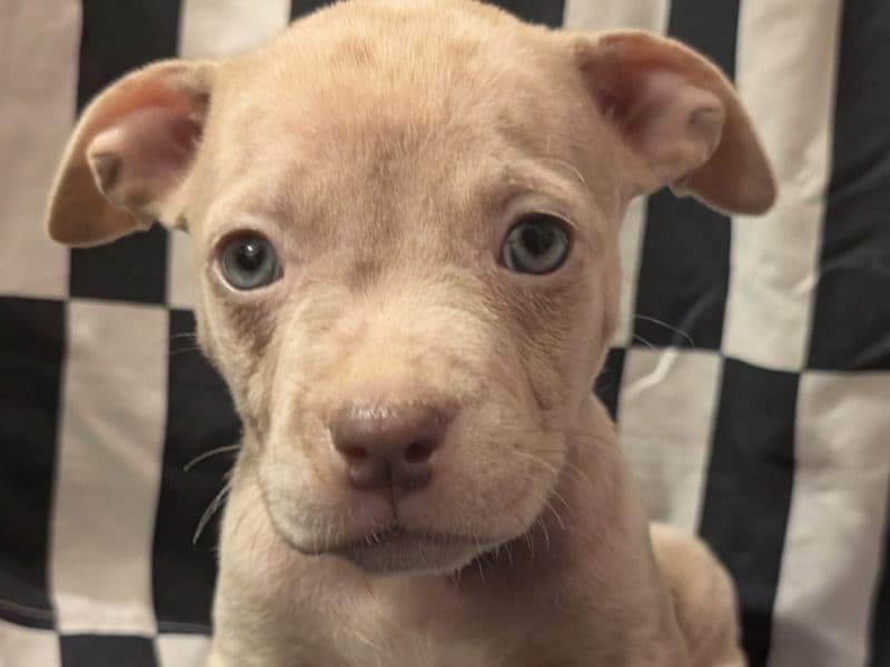 American Bully 2 months old male large named Onyx for sale in Columbia County, Georgia | Petmeetly