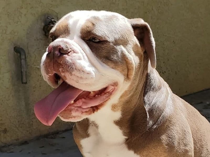 Old English Bulldog 6 years 4 months old male medium named Orb for breeding in Shasta County, California | Petmeetly