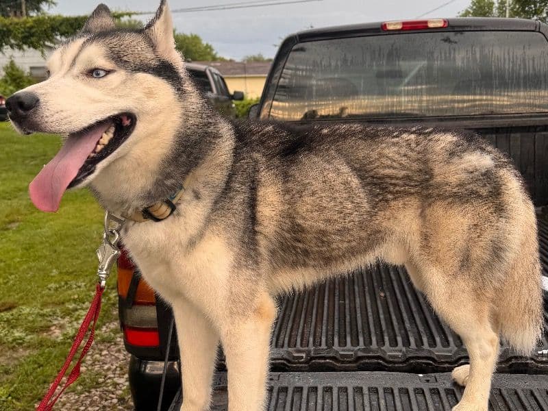 Alaskan Husky 3 years 5 months old male medium named Tate for breeding in Lawrence County, Ohio | Petmeetly
