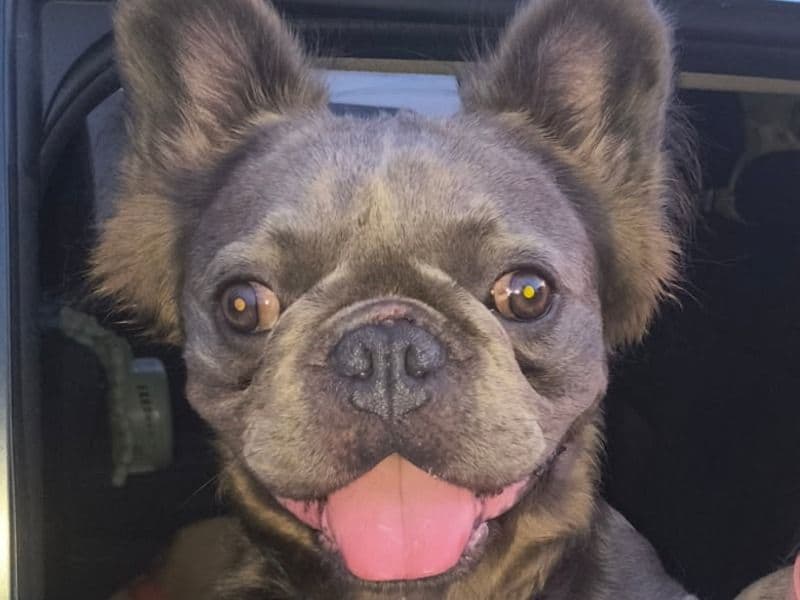 French Bulldog 3 years old male small named Blue for sale in Palm Beach County, Florida | Petmeetly