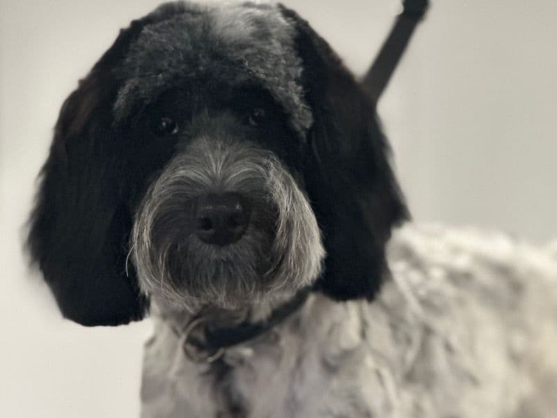 Cockapoo 1 year 10 months old male medium named Kobi for breeding in Merseyside, England | Petmeetly