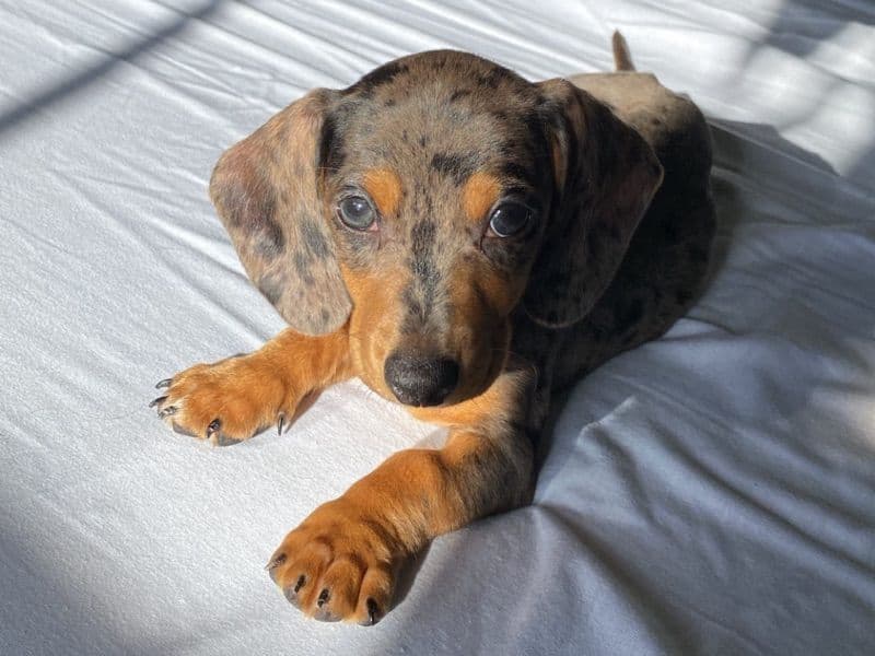 Oliver primary photo