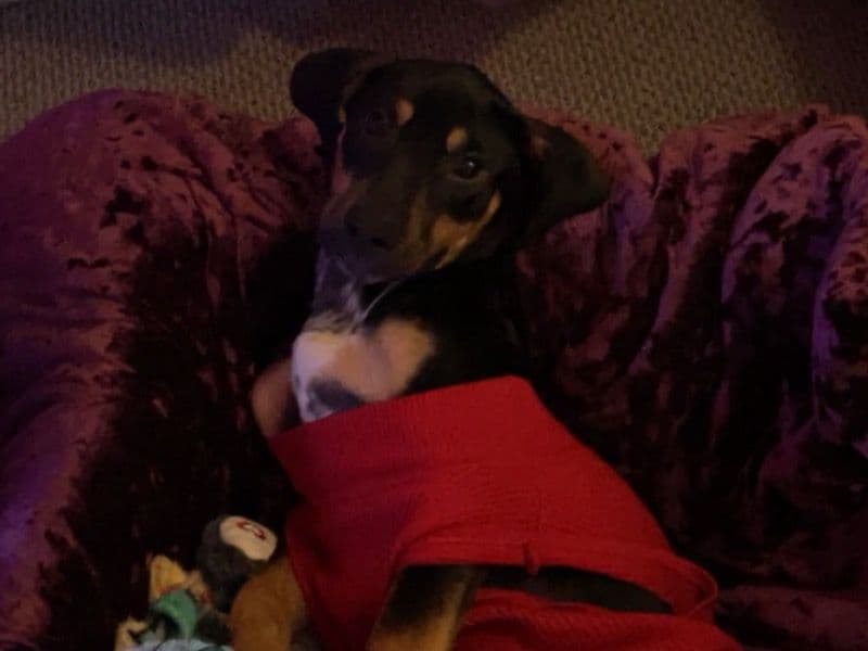 Transylvanian Hound 1 year 1 month old female medium named Rosie for adoption in Putnam County, Tennessee | Petmeetly