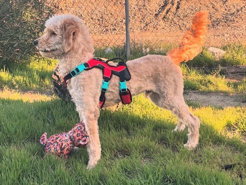 Goldendoodle 1 year 5 months old male large named Lukas for breeding in DeKalb County, Georgia | Petmeetly