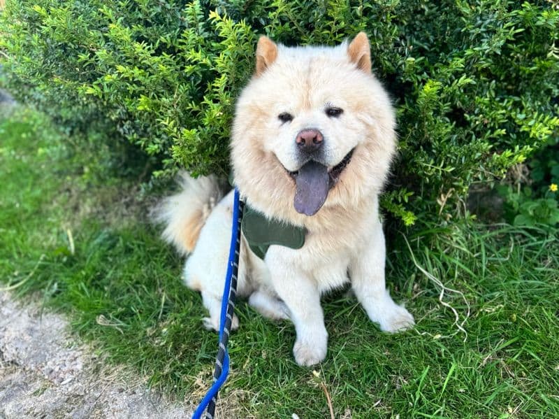 Chow Chow 2 years 5 months old male medium named Leo for breeding in Greater London, England | Petmeetly
