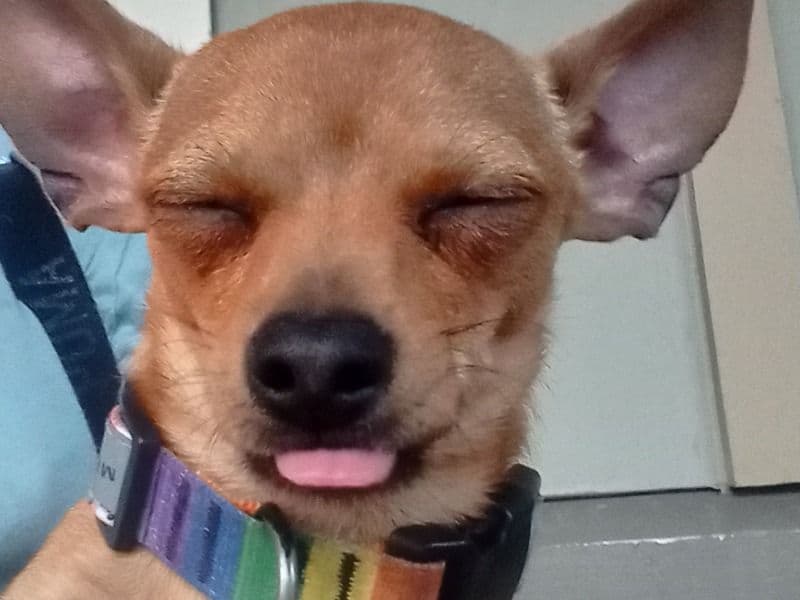 Teacup Chihuahua 11 months old male small named Tiny for sale in Pierce County, Washington | Petmeetly