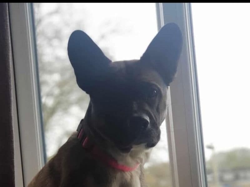 French Bulldog 4 years 6 months old female medium named Mia for breeding in Hampshire, England | Petmeetly