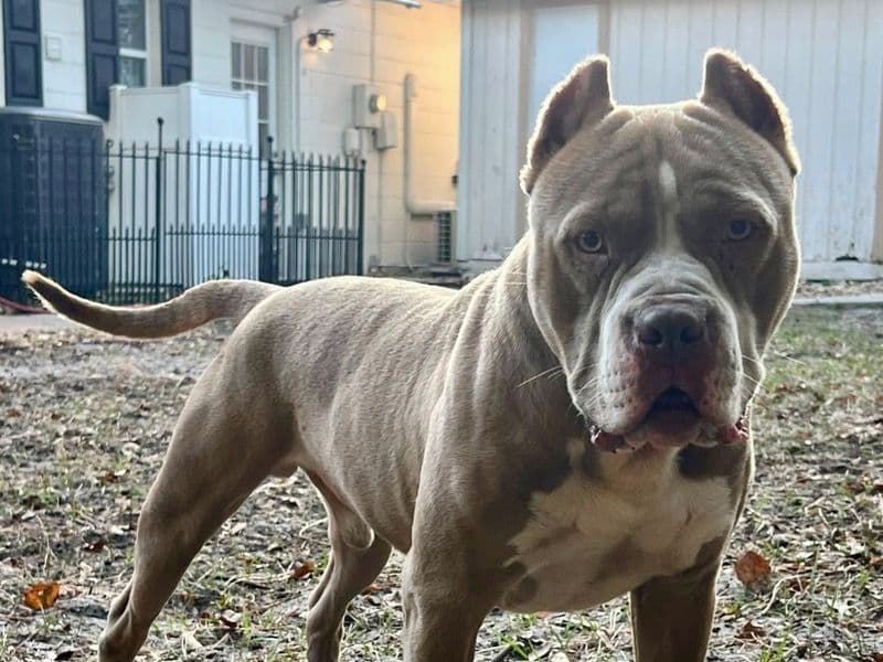 American Bully 10 months old male large named Kane for breeding in Palm Beach County, Florida | Petmeetly