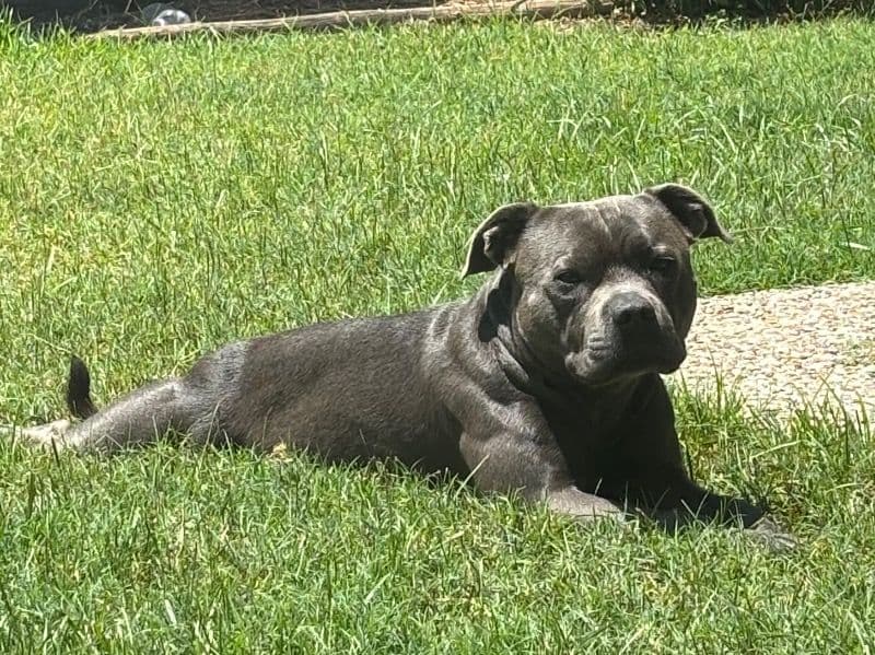 Staffordshire Bull Terrier 2 years 4 months old male medium named Winnie for breeding in Redland City, Queensland | Petmeetly