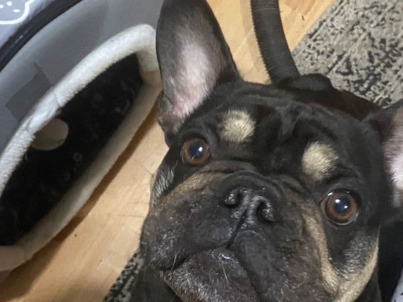 French Bulldog 3 years 9 months old female medium named Imani for breeding in Essex, England | Petmeetly
