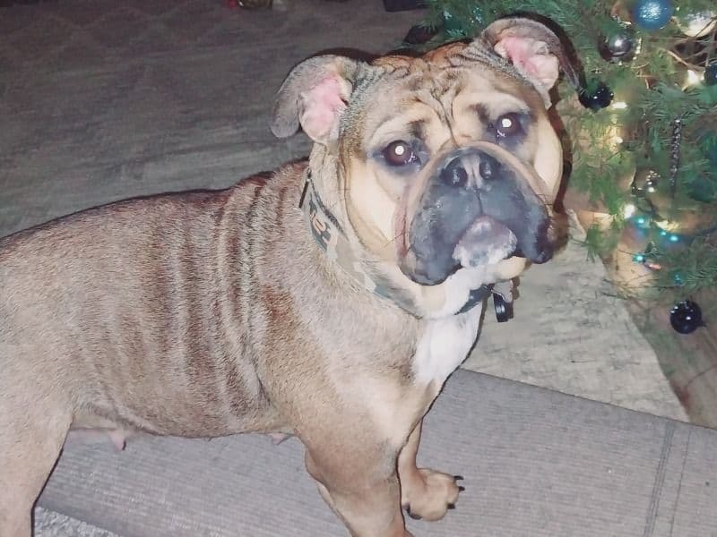 Athena primary photo