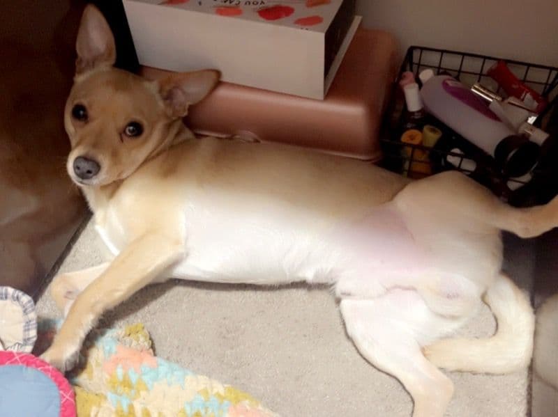 Papillon 7 years 11 months old male medium named Rex for breeding in Salt Lake County, Utah | Petmeetly