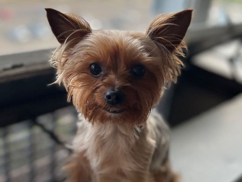 Yorkshire Terrier 3 years old male small named Cody for sale in Oakland County, Michigan | Petmeetly