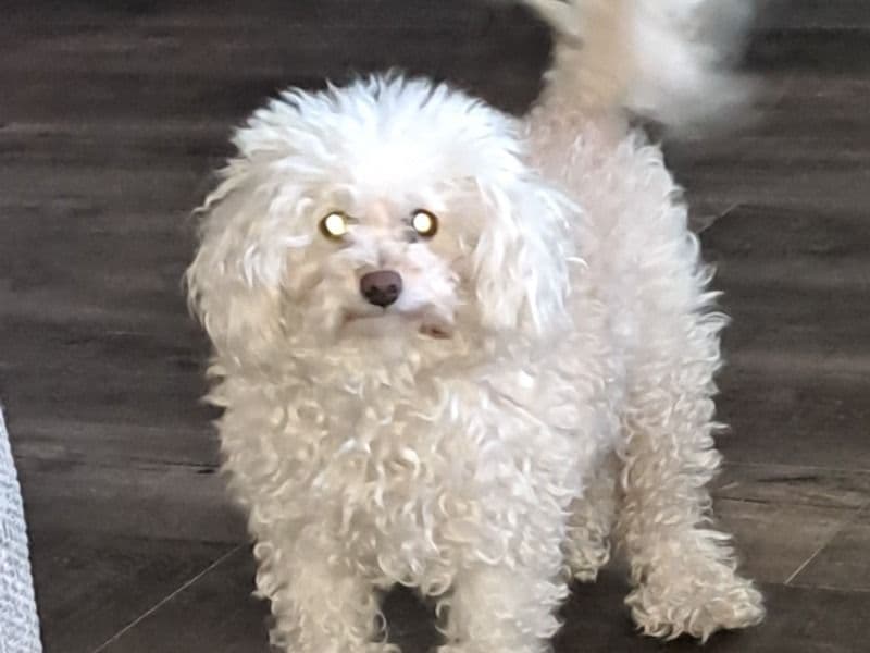 Miniature Poodle 7 years old female small named Bb for adoption in Jackson County, Missouri | Petmeetly
