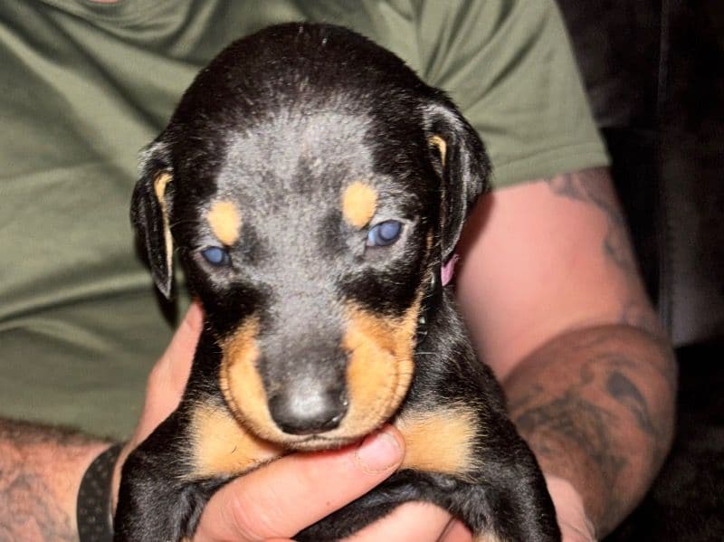 Purple Collar - Doberman | Petmeetly