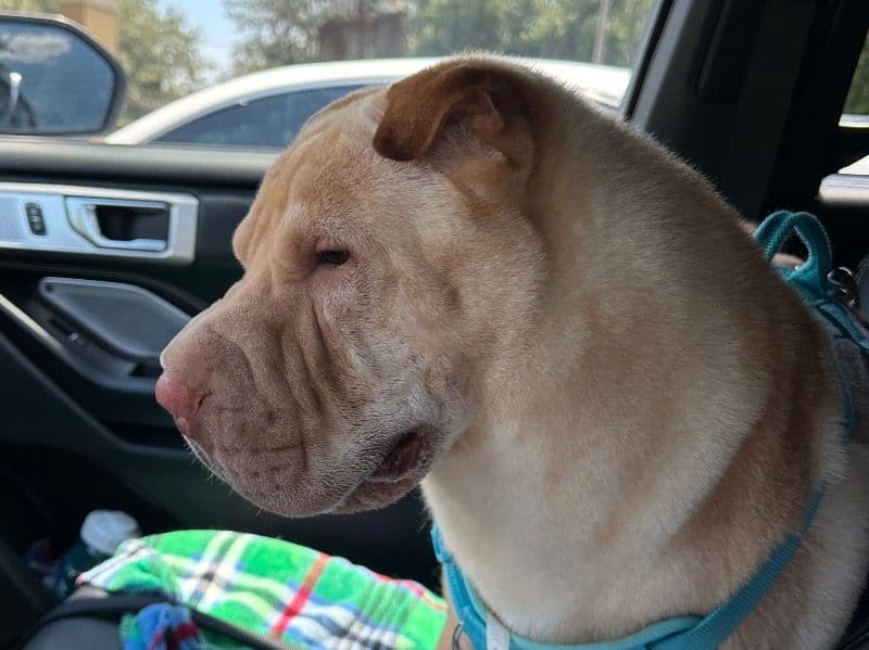 Chinese Shar-Pei 4 years 5 months old male medium named Simba for breeding in Seminole County, Florida | Petmeetly