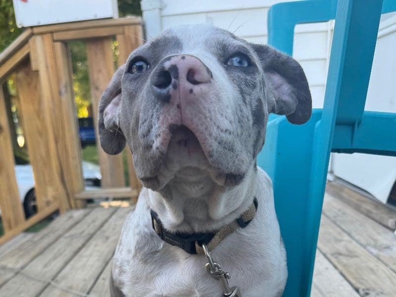 American Bully 6 months old female medium named Luna for sale in McLean County, Illinois | Petmeetly