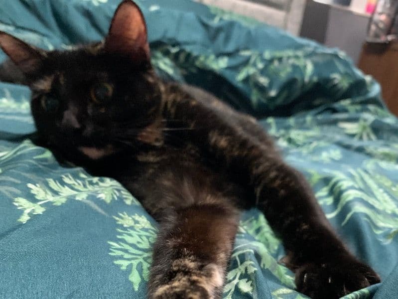 Tortoiseshell cat 2 years 5 months old female named Nala for breeding in Kent, England | Petmeetly