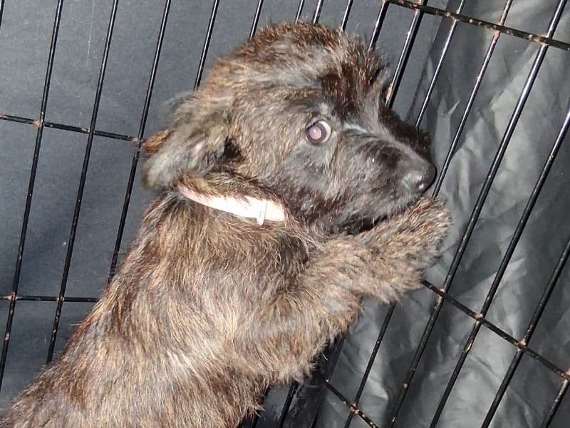 Cairn Terrier 5 months old male small named Teddy for breeding in Hillsborough County, Florida | Petmeetly