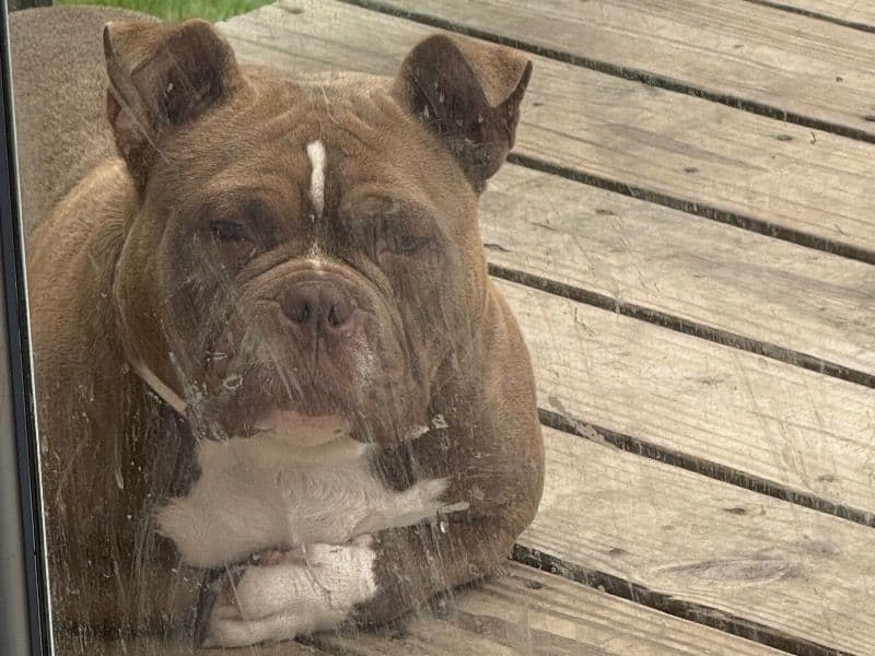 Pocket Bully 1 year 10 months old female medium named Zoey for breeding in Johnson County, Kansas | Petmeetly