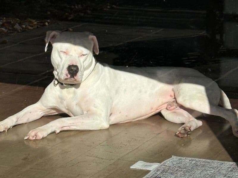 American Staffordshire Terrier 3 years 1 month old male large named Ace for breeding in Wyndham City, Victoria | Petmeetly
